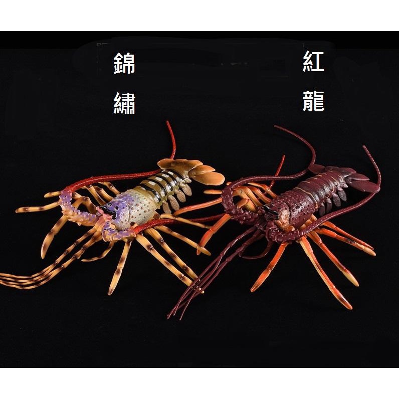 海洋動物模型 ANIMAL PARADISE 澳洲棘刺龍蝦 蝦