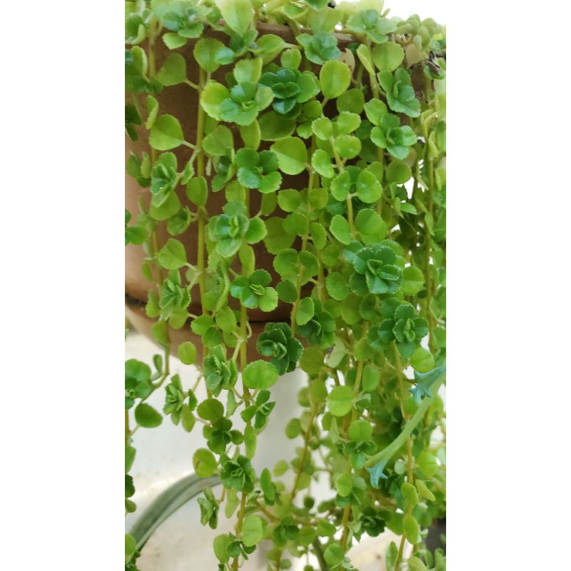 多肉交流 嬰兒淚 玲瓏冷水花 10 20公分為一單位 蝦皮購物