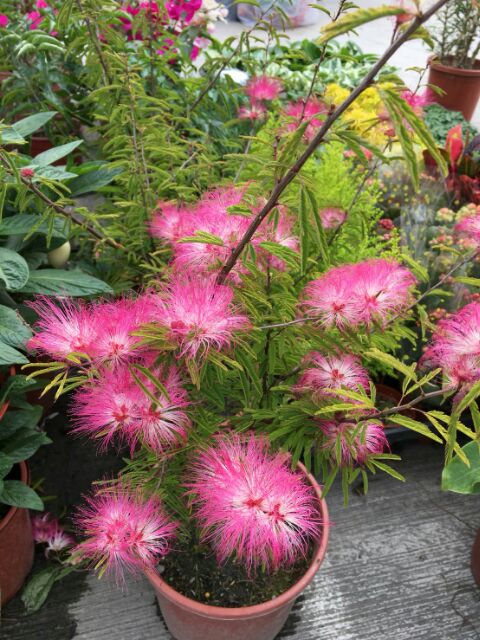 一禪種苗園 喬木 香水合歡花 不挑花色 粉撲花 6吋盆 蝦皮購物