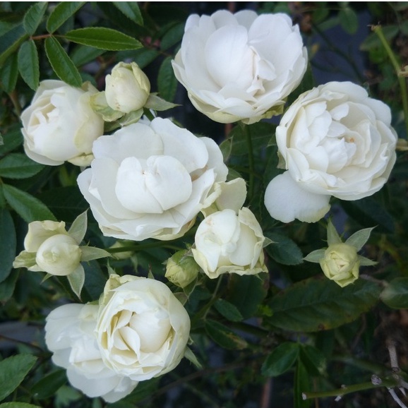 《白露斯塔》🈶貨 🌹 迷你玫瑰 🌹 玫瑰花盆栽苗 🌹 玫瑰苗 🌹 玫瑰花苗 🌹 玫瑰盆花 🌹玫瑰花🌹