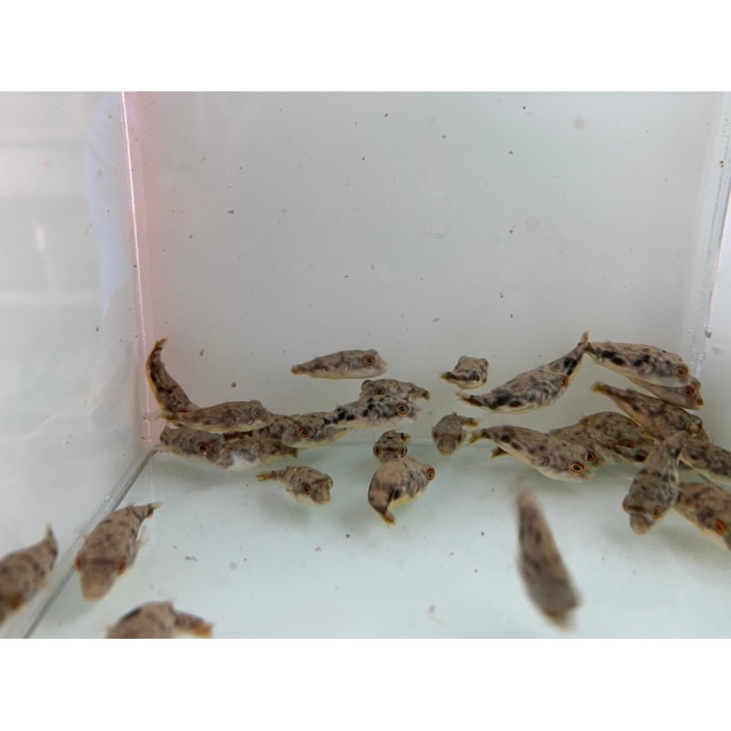 斑馬狗頭［客訂下單區］