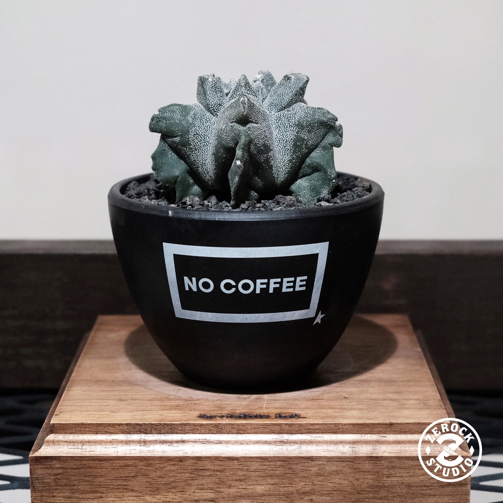 多肉植物 塊根植物 69 陶器鉢 植木鉢
