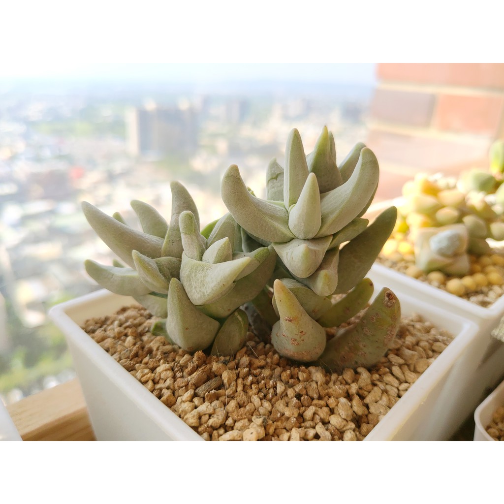 多肉植物青鎖龍夢殿 皆開花中 蝦皮購物