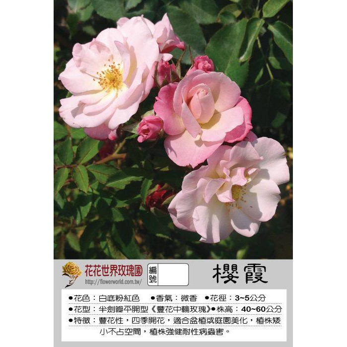 花花世界 玫瑰苗 櫻霞 中輪種 花多如櫻 3 5吋盆 高15 cm Tm 蝦皮購物