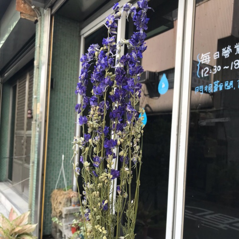 飛燕草 千鳥草 乾燥花 紫色 請務必參考商品描述 蝦皮購物