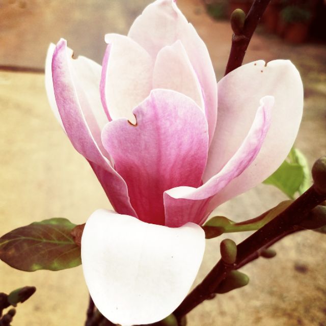 迎春花辛夷木蘭宅配價2665元穩定生長開花 盆培足三年 蝦皮購物