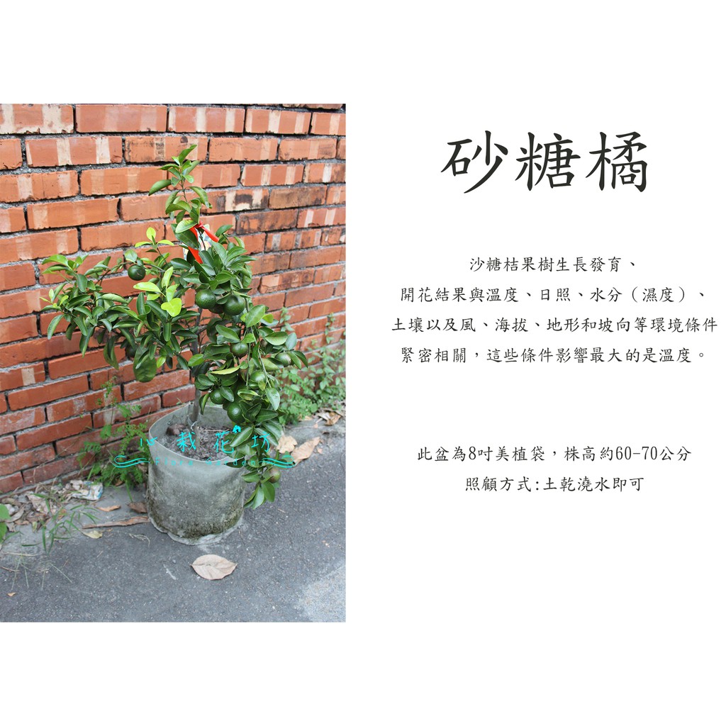 心栽花坊 砂糖橘柑 會生 已結果 8吋 嫁接苗 水果苗 柑橘類 售價700特價600 蝦皮購物