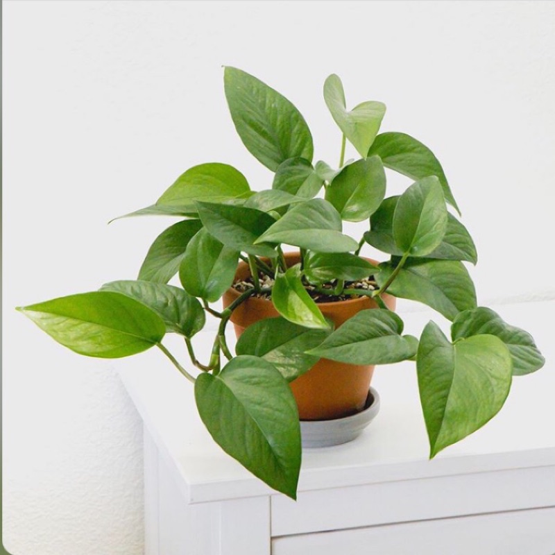 植物 黃金葛 新手入門基本款 淨化空氣 室內植物 售無根枝條 蝦皮購物