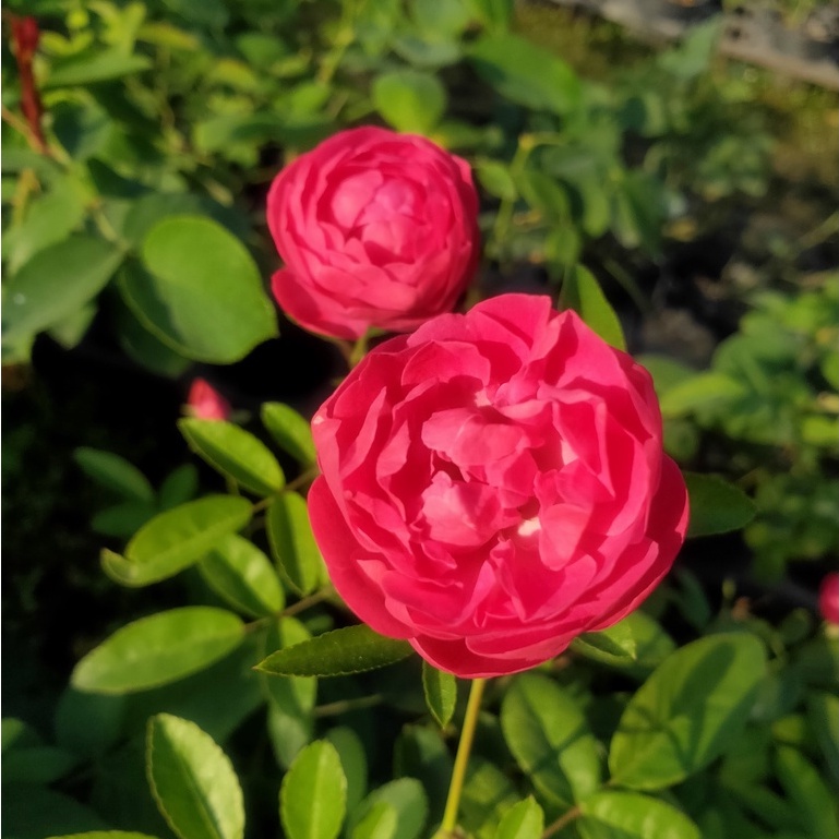 《紅露斯塔》🈶貨 🌟少刺🌟 🌹 玫瑰花盆栽苗 🌹 玫瑰苗 🌹 玫瑰花苗 🌹 玫瑰盆花 🌹玫瑰花🌹