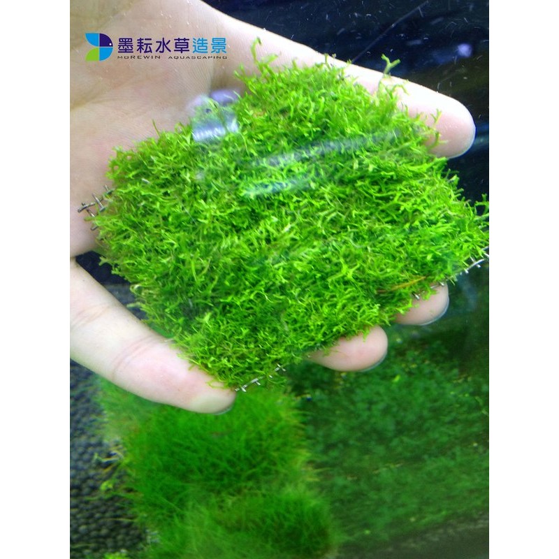 墨耘水草 鹿角苔 鐵片 盒裝 水中葉 冒泡旺盛耐熱前景水族 蝦皮購物