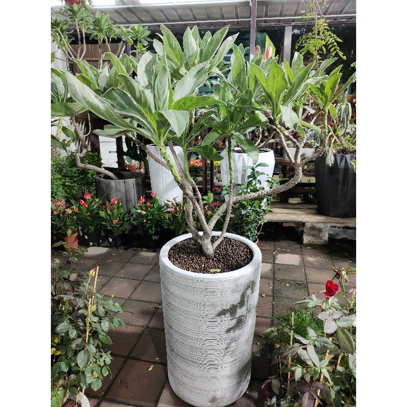 白水木 陽台盆栽專賣 芯晨花園 愛買桃園店 北部地區可宅配 蝦皮購物