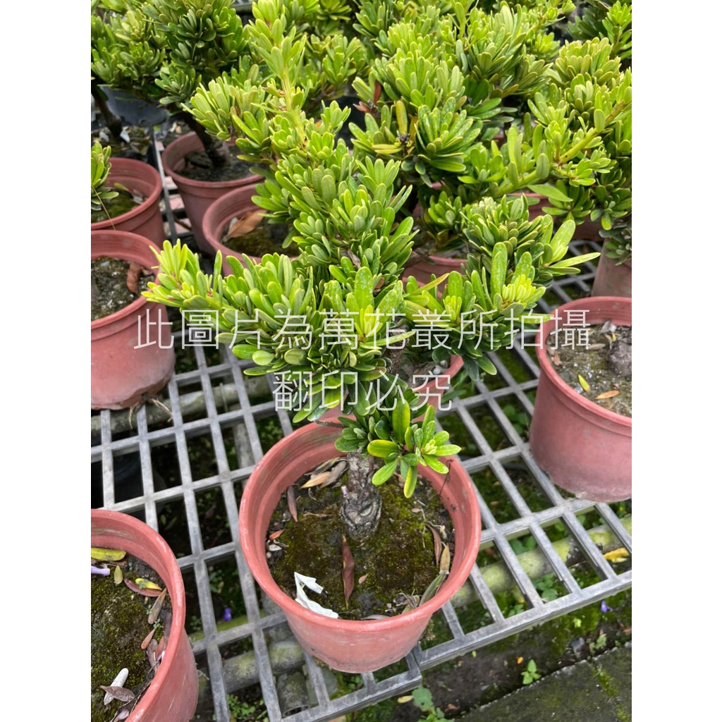 ☆萬花叢★喬木植物★【天后羅漢松】★6吋盆★高約20-40cm☆