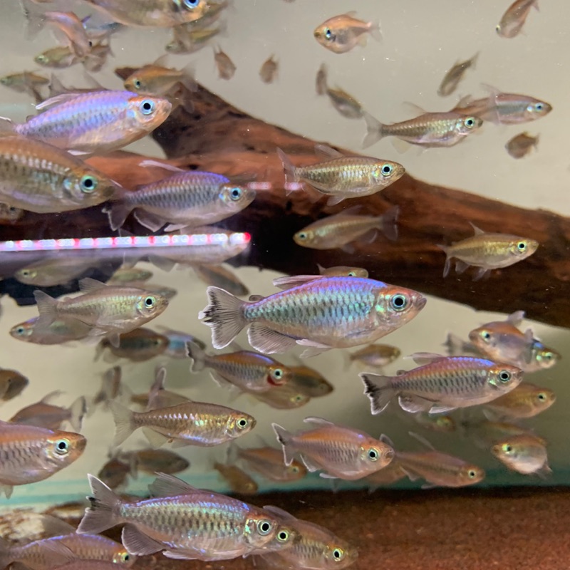 剛果霓虹彩虹魚一隻70 飼料活餌 蝦皮購物