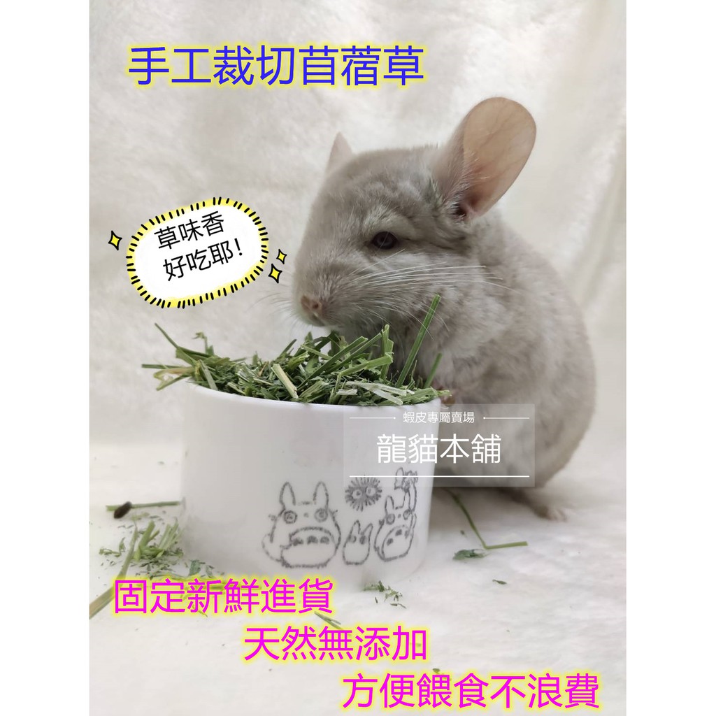 龍貓本舖 現貨 每月新鮮現貨手工裁切苜蓿草紫花苜蓿高鈣龍貓幼兔幼鼠天竺鼠兔子烏龜草墊料 蝦皮購物