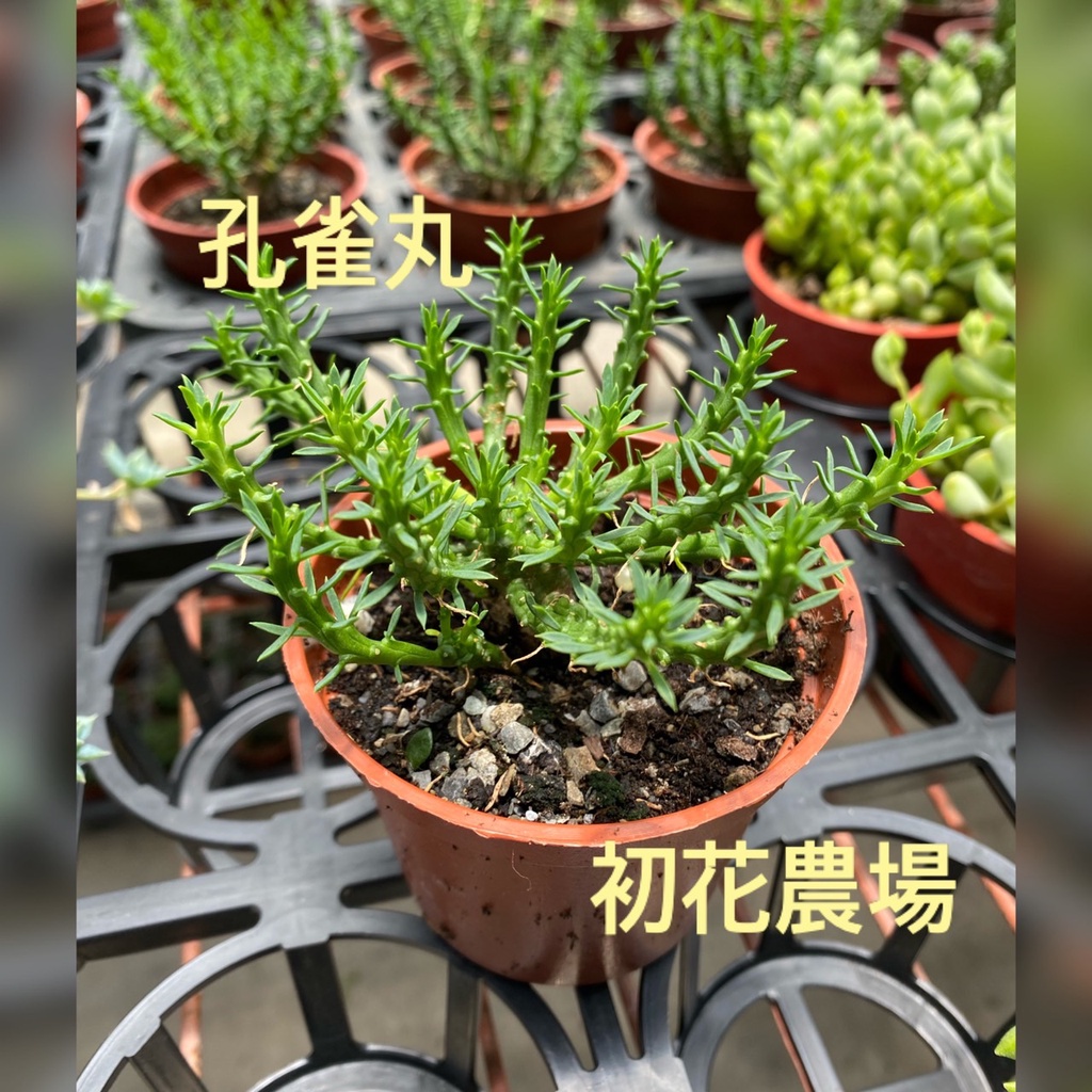 初花農場|孔雀丸|多肉植物||3吋盆|全日照或半日照皆可|因為露養會有些許葉傷為正常狀況|-----定價100特價80