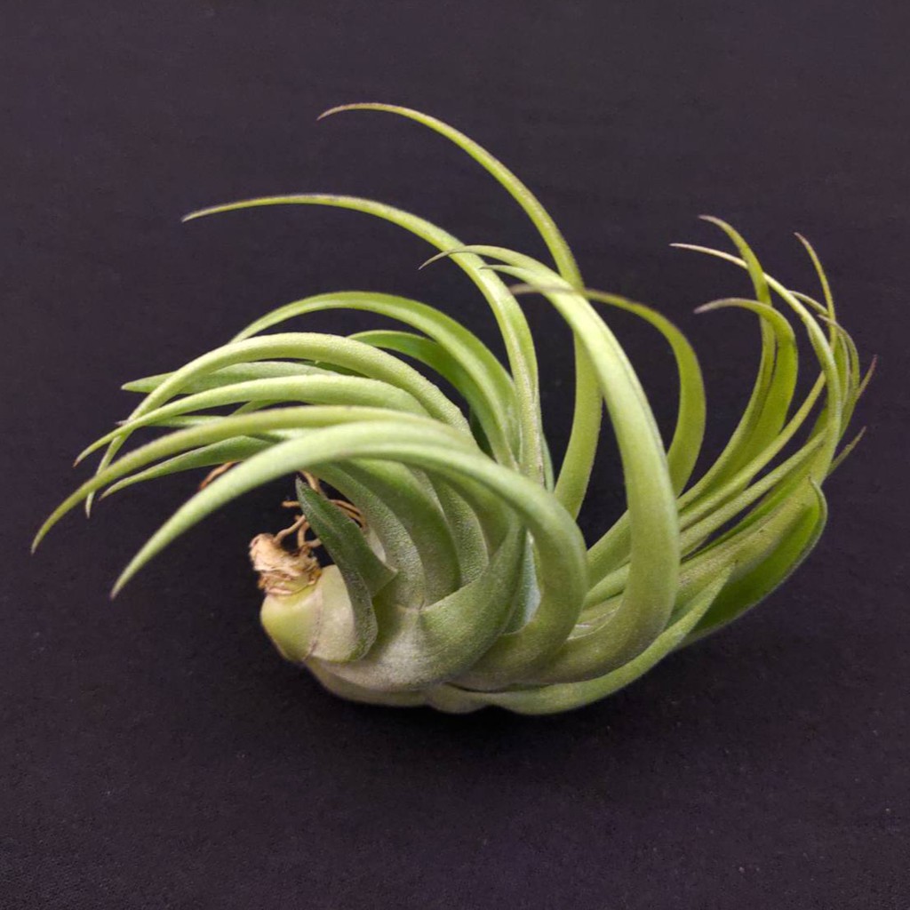 空氣鳳梨 －綠薄紗 (國際)－Tillandsia geminiflora (TI)－稀少銀軟葉金屬質感絨毛品種