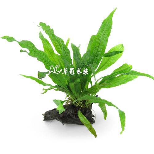 Ac草影 鐵皇冠沉木 一棵 陰性水草主景草不須co2 新手水草不用二氧化碳陰性草 蝦皮購物