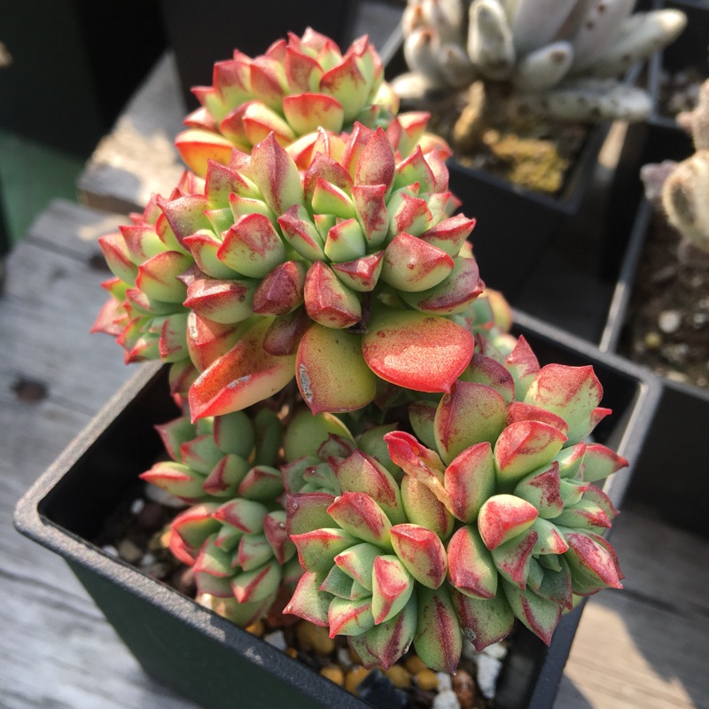 519uncle 多肉植物 森之妖精 多肉療癒植物 蝦皮購物