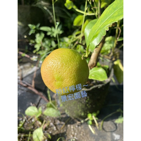 景宏園藝-水果苗/（新品種）粉紅檸檬/果實很討喜/4吋盆/高度40-50公分