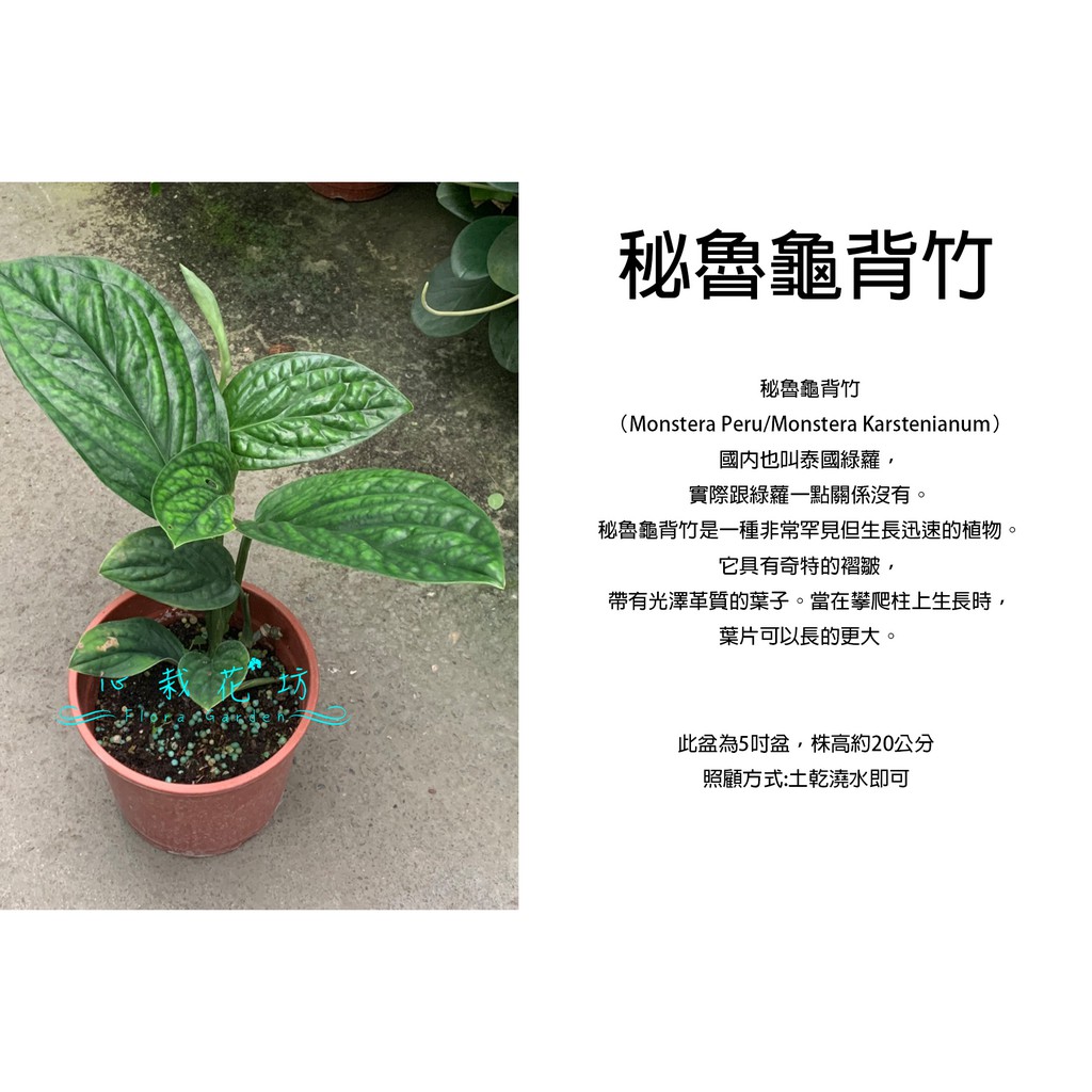 心栽花坊-祕魯龜背竹/祕魯龜背芋/5吋盆/綠化植物/室內植物/觀葉植物/售價360特價300