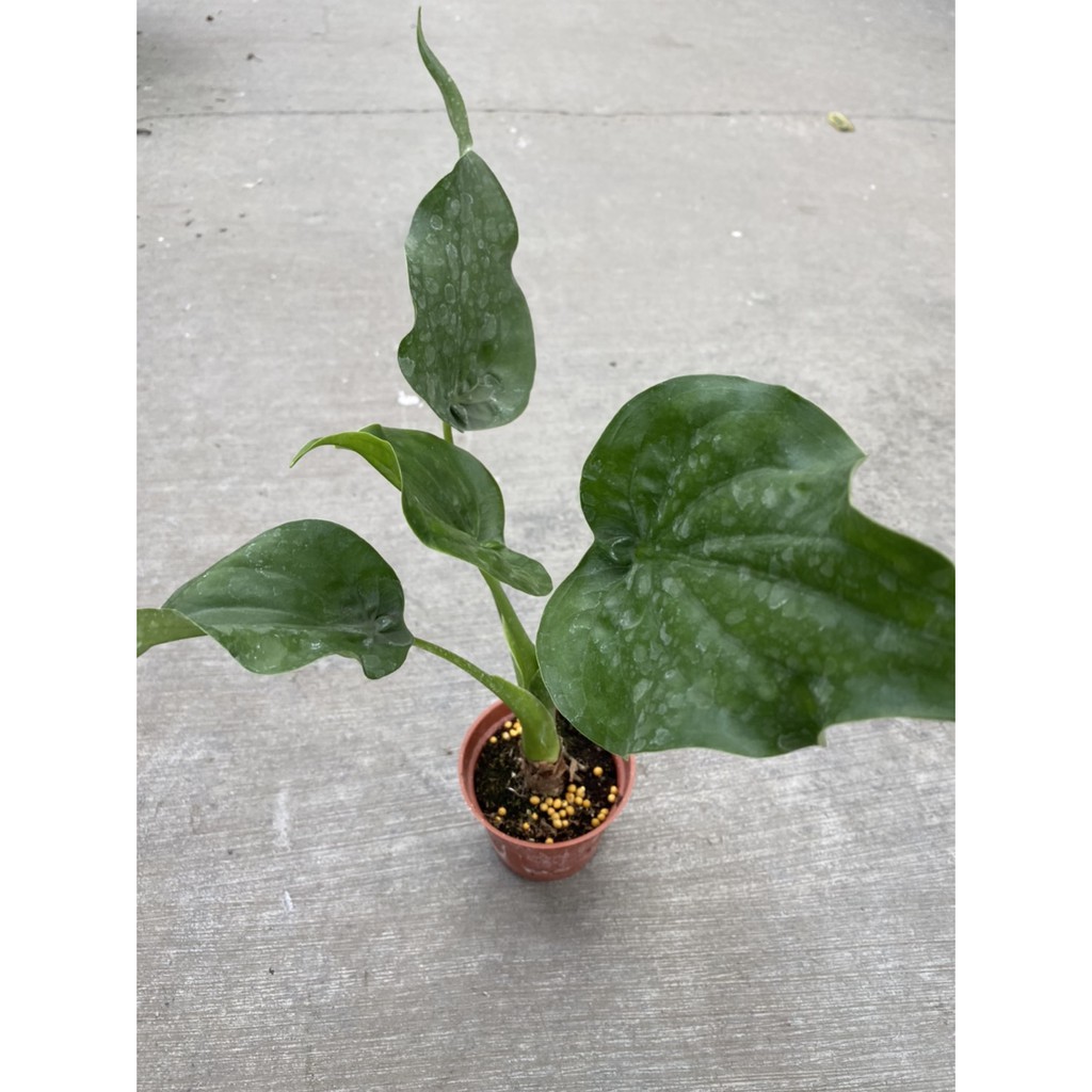 植系青屬 佛手芋 觀葉植物 室內植物 三吋小品 蝦皮購物