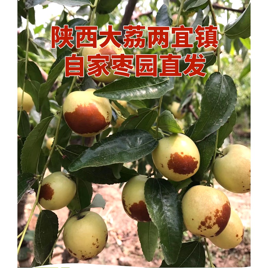 大荔冬棗紅棗甜棗脆棗子一箱水果新鮮現季非沾化東棗5斤陜西鮮棗 蝦皮購物