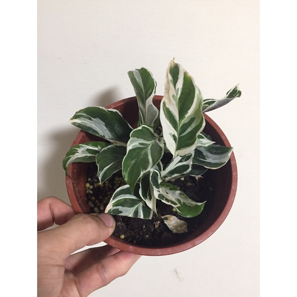 油畫竹芋的價格推薦 22年3月 比價比個夠biggo