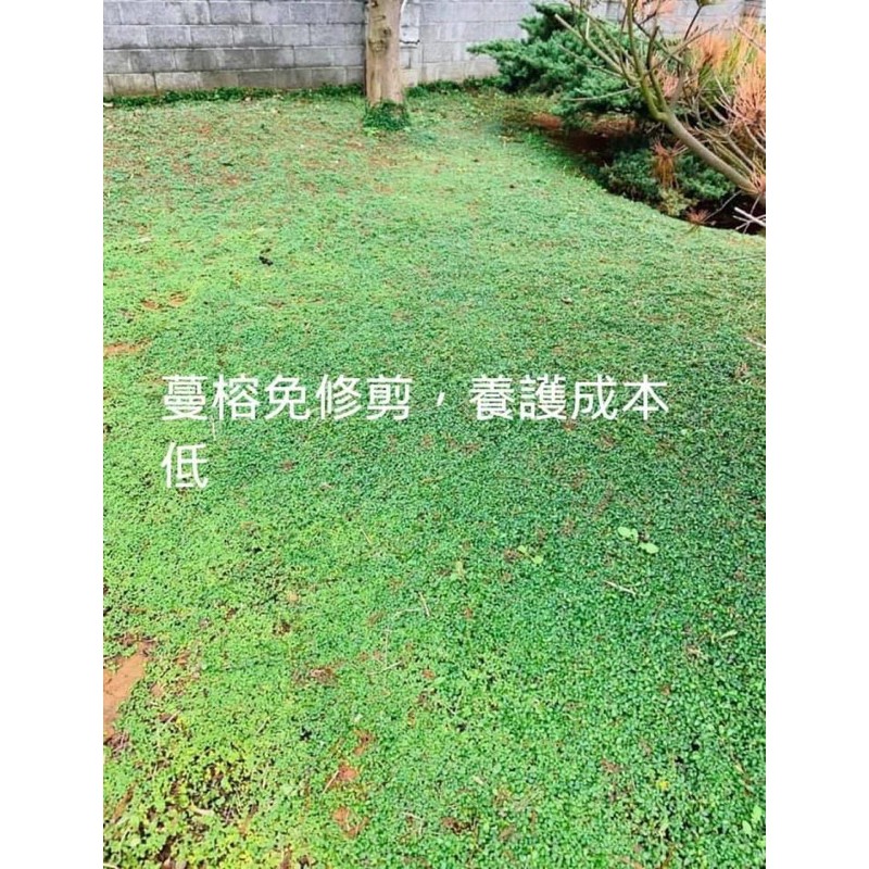 宅配到家免運 越橘越蔓榕 防土石崩落 斜坡地種植 蝦皮購物