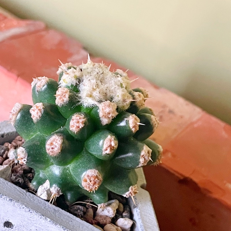 你的肉掉了 多肉植物 金虎石化 仙人掌 辦公桌 療癒小物 居家擺飾 園藝工具 蝦皮購物