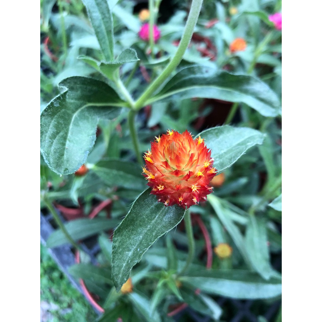 花花世界 季節花卉 千日紅 混色 千金紅 千日草 5吋盆 高 30cm 花朵漂亮 Ma 蝦皮購物