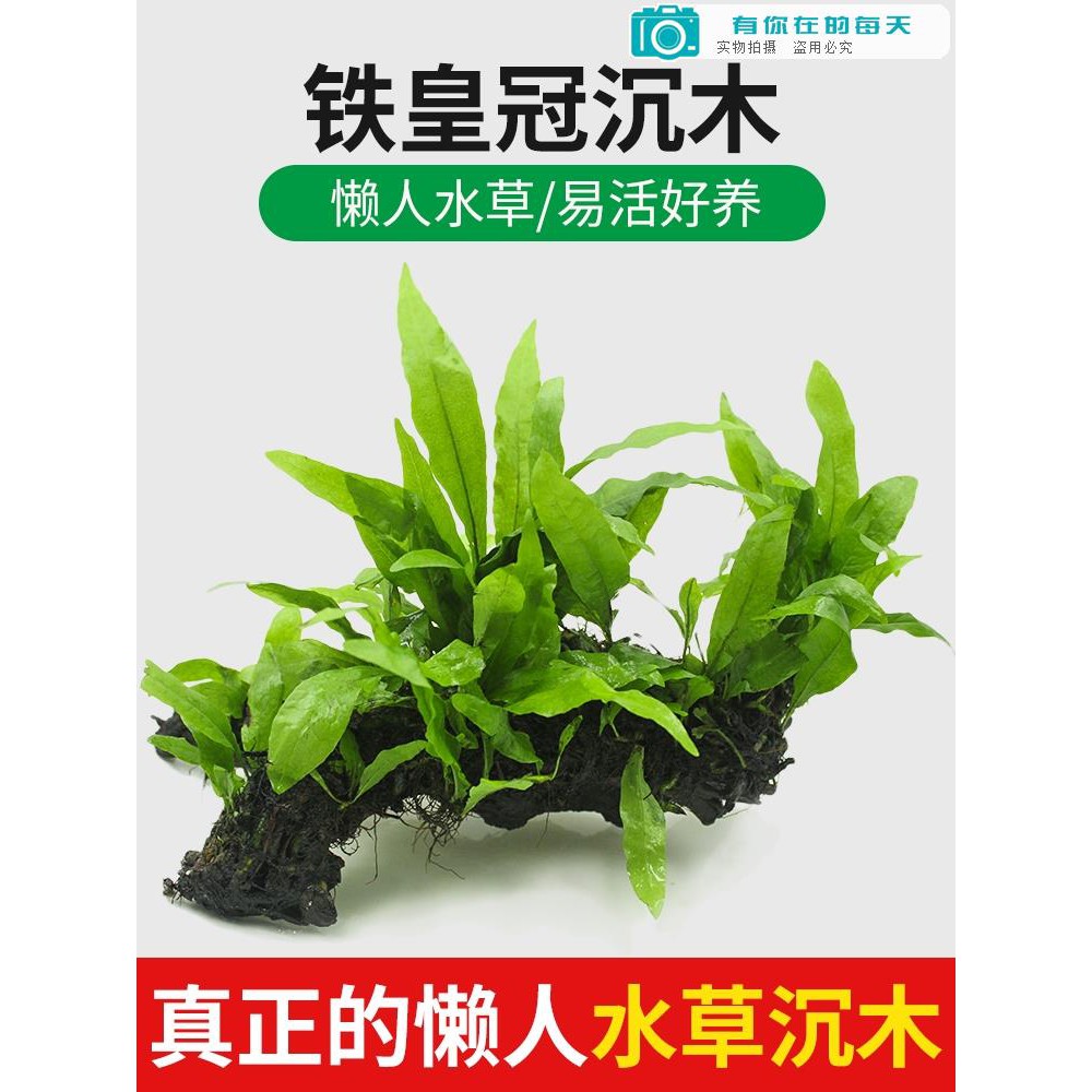 魚缸四季水草細葉鐵皇冠綁好沉木懶人新手無土陰性植物水草活體 Ooooiooooi 蝦皮購物