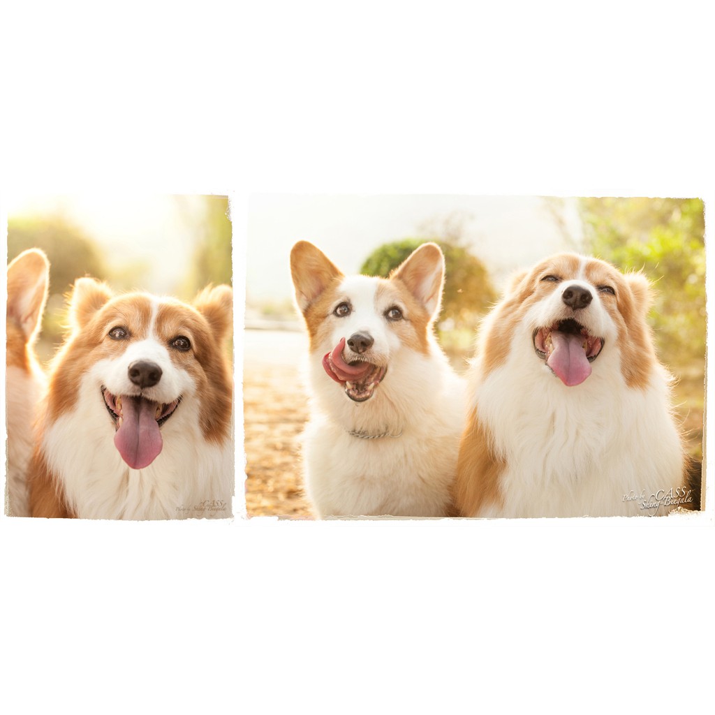 寵物火化接運服務 北北桃 中壢 新竹 專車接運服務 寵物臨終禮儀 蝦皮購物