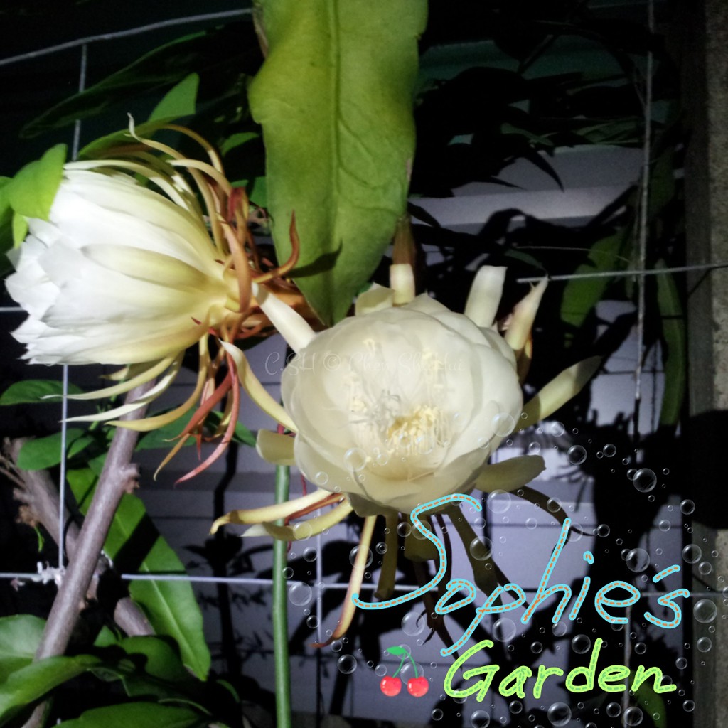 月下美人曇花epiphyllum Oxypetalum 多肉植物 花徑巨大具香氣 屬於耐蔭植物 蝦皮購物