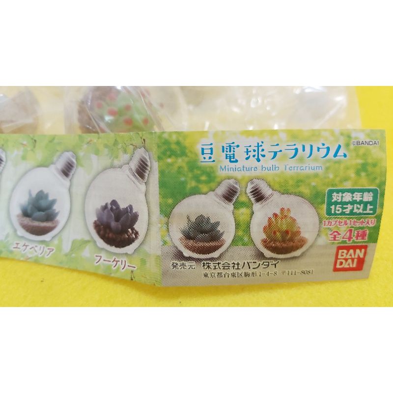 豆電球燈泡多肉植物造型擺設 全套四款全新未拆封出售 蝦皮購物