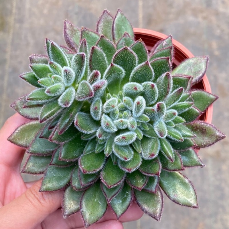 三吋多肉植物 紅輝炎 呂爸爸農家樂 蝦皮購物