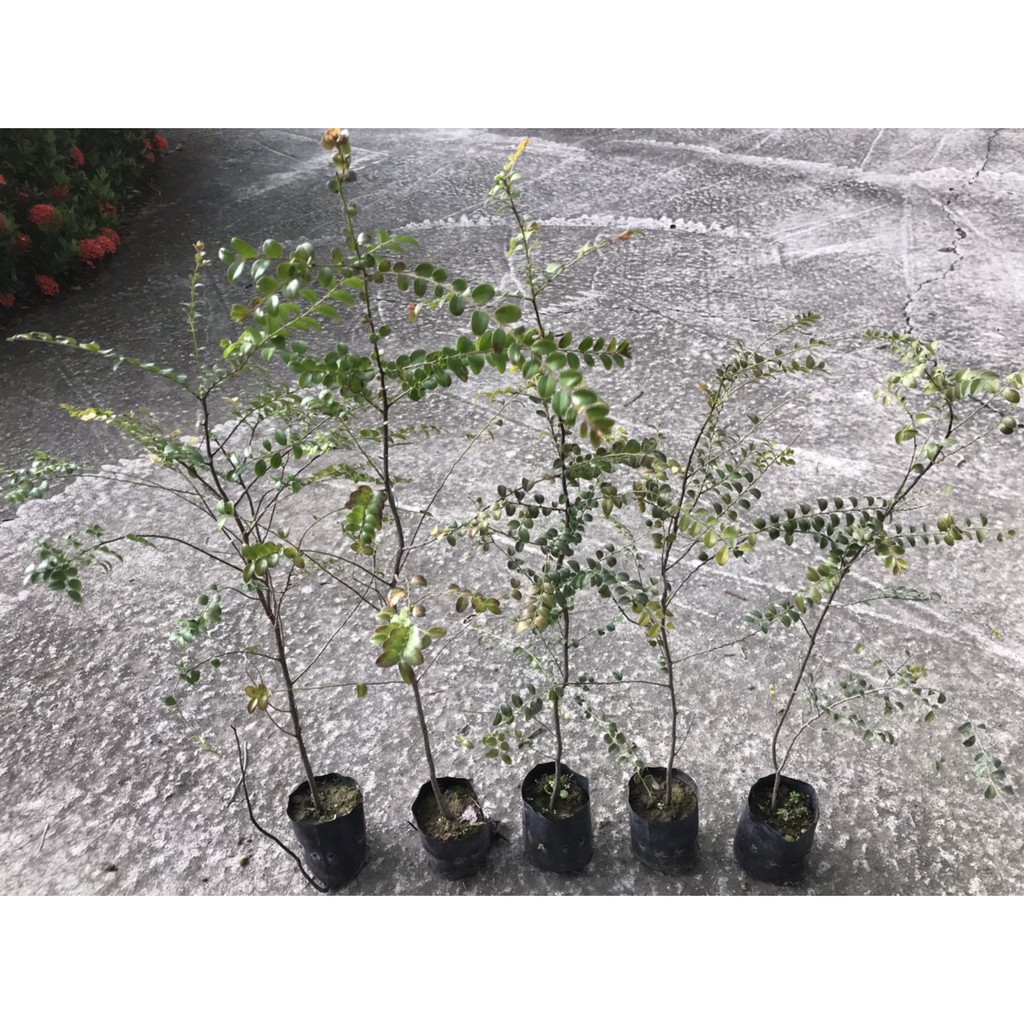 勿直接下標楓港柿紫檀紫檀木紫檀苗黑檀紅紫檀小果柿樹苗盆栽小葉紫檀盆景素材路邊攤俱樂部不是檀香