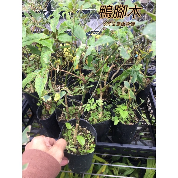 『525生態植物園』鵝掌柴（鴨腳木）野蜂蜜源植物或誘鳥樹