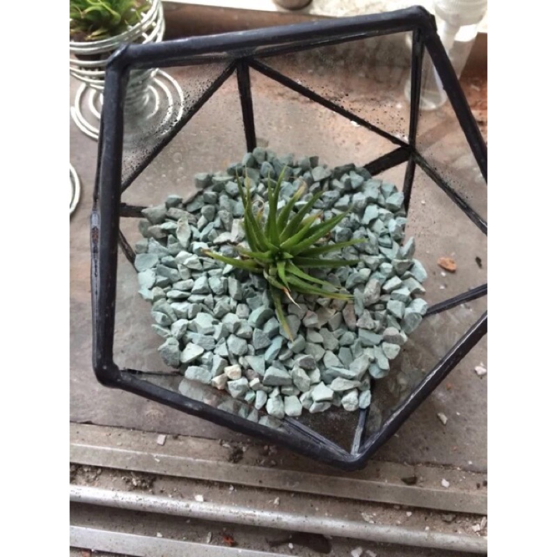 幾何玻璃花房溫室花盆盆栽多肉蘆薈石蓮花微景觀植物療癒 蝦皮購物