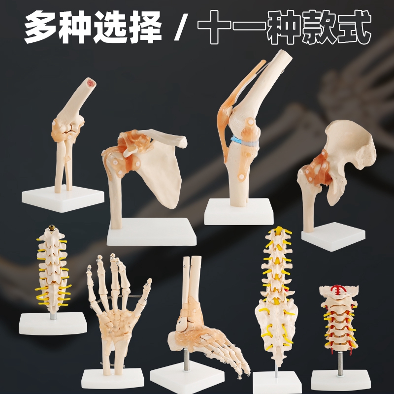 現貨】人體膝關節功能模型肩關節肘關節手關節腳關節髖關節可動骨骼模型 
