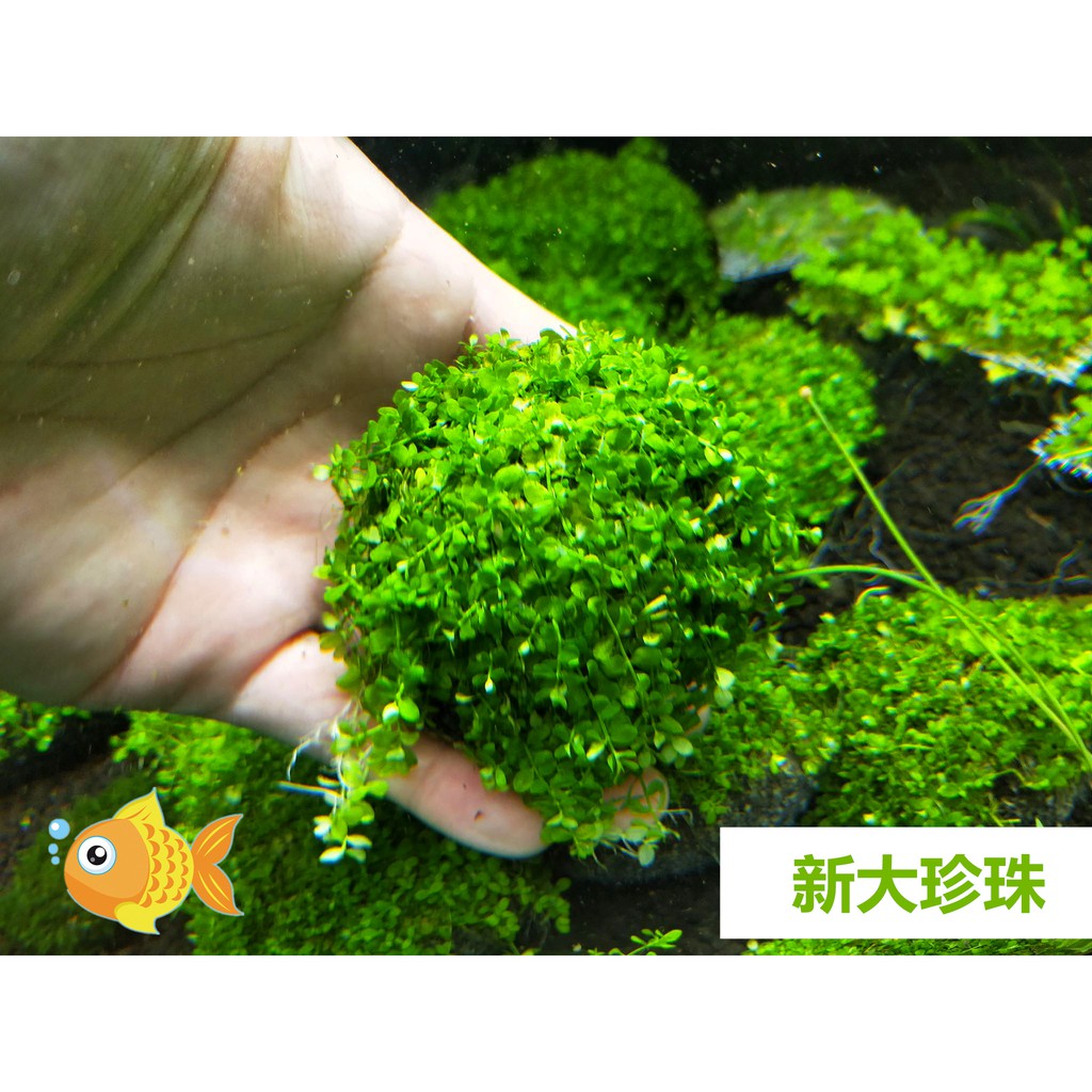 新大珍珠石頭大約6 7cm 新大珍珠草 馬蹄溝繁縷水族造景 桃園水族 蝦皮購物