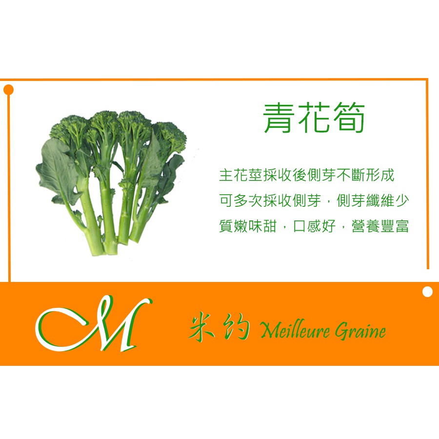 Meilleur 綠川青花筍種子10元15粒 蝦皮購物