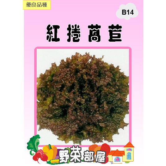 【萌田種子~蔬菜種子】B14 日本紅捲萵苣種子0.8公克 , 葉質柔軟 , 每包16元~