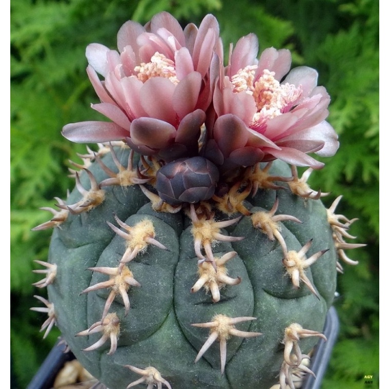 貓爪天秤 實生 貓爪天平 Gymnocalycium spegazzinii v.unguispina 仙人掌 稀有多肉