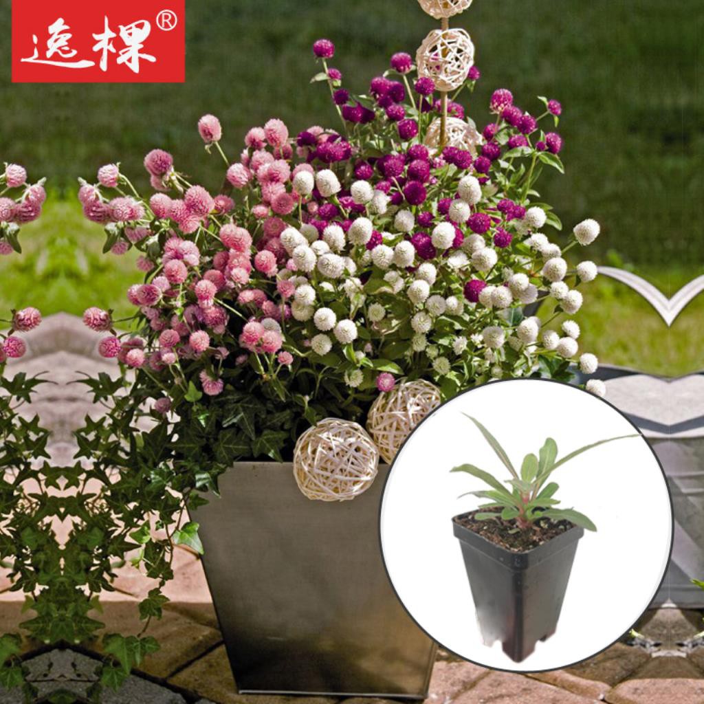 園藝千日紅花種子苗花苗秋季種四季開花陽臺庭院室內盆栽花卉推薦 蝦皮購物
