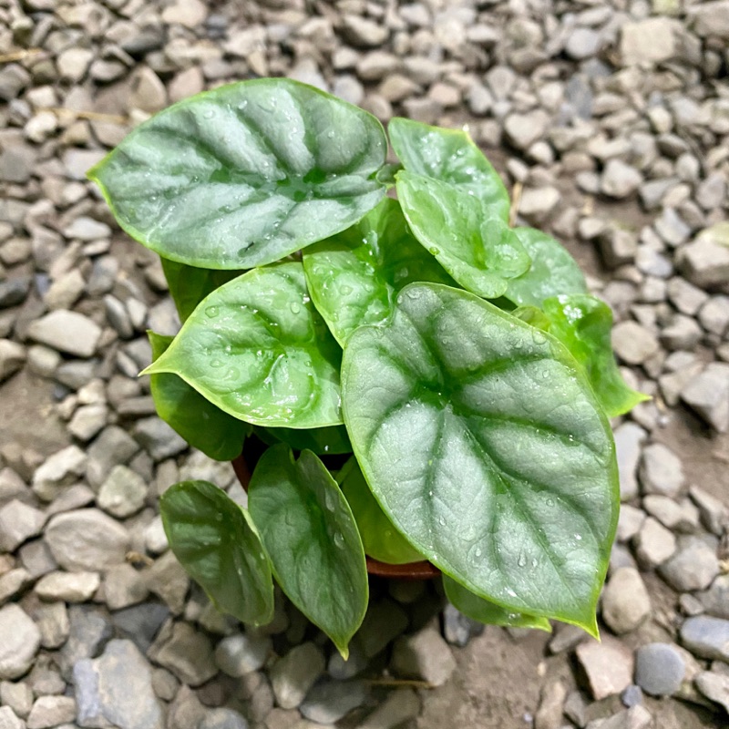 🆕3u0027多芽Alocasia baginda u0027Silver Dragonu0027 2盆特價120元 蝦皮購物