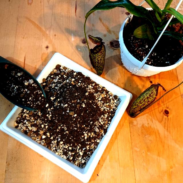 *食蟲植物專用介質。豆屋。豬籠草/捕蠅草適用