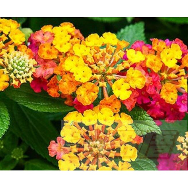 花田厝 綠籬植物 馬櫻丹 單一花色 每組10棵 可挑花色 3吋盆高10 cm 四季開花適應力佳 蝦皮購物