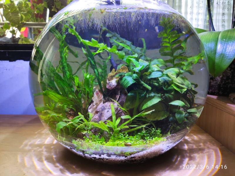 Ac草影 Suisaku 水作水槽の底砂 珪砂 0 8kg 一包 水草底砂孔雀魚底土 蝦皮購物