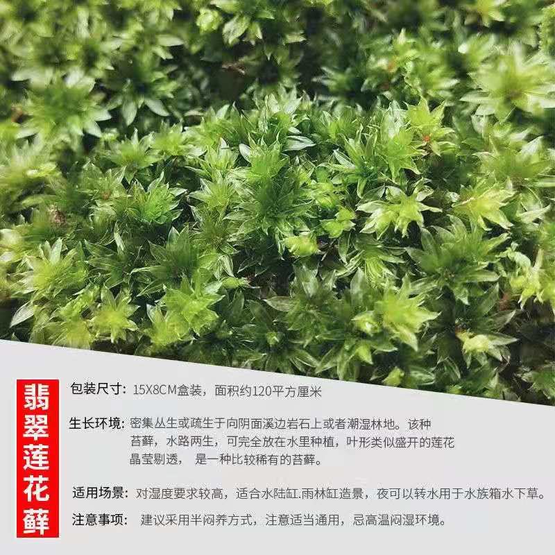 苔蘚種子青苔種子孢子粉魚缸造景種子微景觀水草種子假山石鋪底裝飾 蝦皮購物
