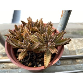 519uncle 多肉植物 三寸棒葉不死鳥 粉蝶多肉療癒植物519大叔的多肉園 蝦皮購物
